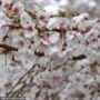 Cherry Blossom – Hally Jolivette – #2 Container